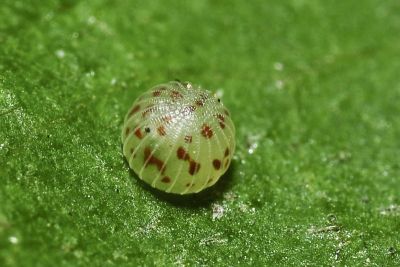 白蛺蝶 Helcyra superba takamukui
