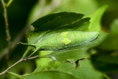 白蛺蝶 Helcyra superba takamukui