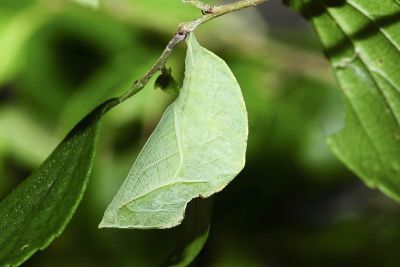 白蛺蝶 Helcyra superba takamukui