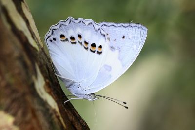 白蛺蝶 Helcyra superba takamukui 性別不明