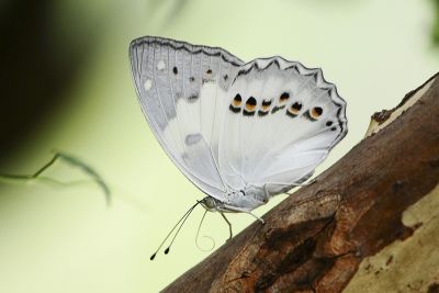白蛺蝶 Helcyra superba takamukui 性別不明