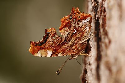 突尾鉤蛺蝶 Polygonia c-album asakurai 性別不明