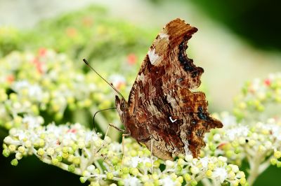 突尾鉤蛺蝶 Polygonia c-album asakurai 性別不明