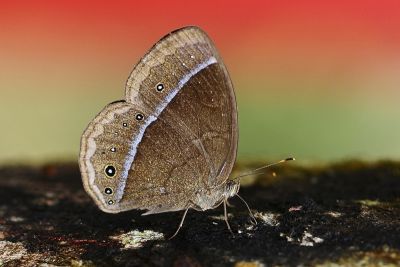 眉眼蝶 Mycalesis francisca formosana 性別不明