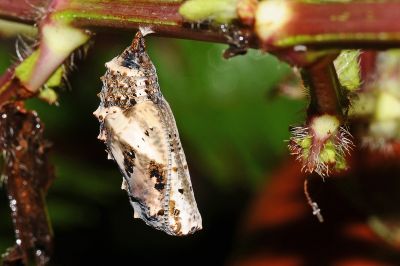 眼蛺蝶 Junonia almana