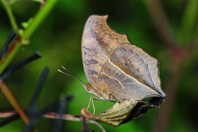 眼蛺蝶 Junonia almana 性別不明