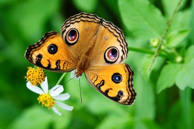 眼蛺蝶 Junonia almana 性別不明