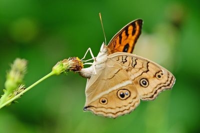 眼蛺蝶 Junonia almana 性別不明