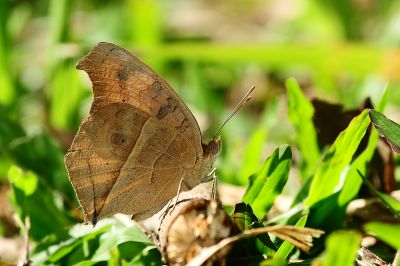 眼蛺蝶 Junonia almana 性別不明