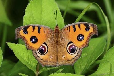 眼蛺蝶 Junonia almana 性別不明