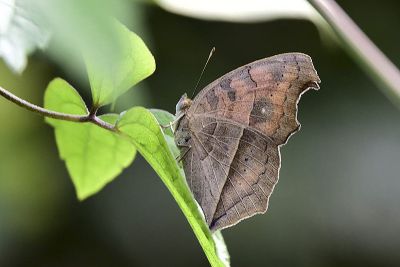 眼蛺蝶 Junonia almana 性別不明