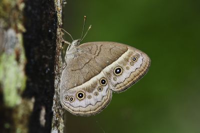 稻眉眼蝶 Mycalesis gotama nanda 性別不明