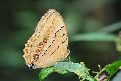 箭環蝶 Stichophthalma howqua formosana
