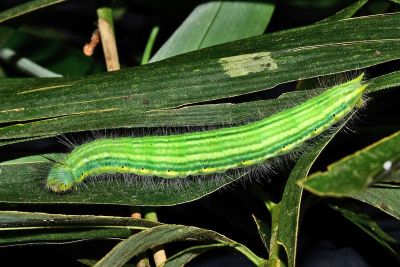 箭環蝶 Stichophthalma howqua formosana