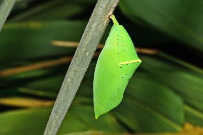 箭環蝶 Stichophthalma howqua formosana