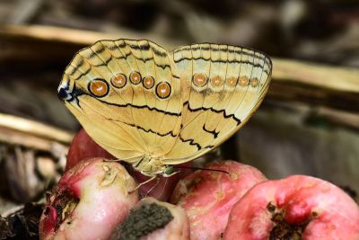 箭環蝶 Stichophthalma howqua formosana