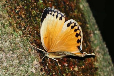 箭環蝶 Stichophthalma howqua formosana