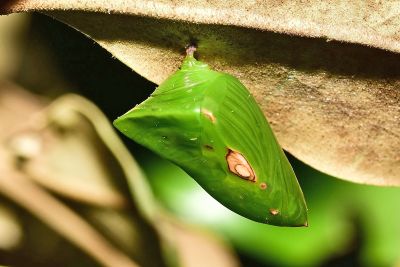 紅玉翠蛺蝶 Euthalia irrubescens fulguralis
