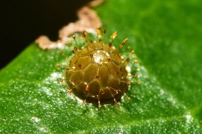 紅玉翠蛺蝶 Euthalia irrubescens fulguralis