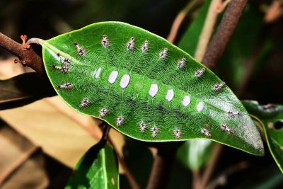 紅玉翠蛺蝶 Euthalia irrubescens fulguralis