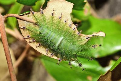 紅玉翠蛺蝶 Euthalia irrubescens fulguralis