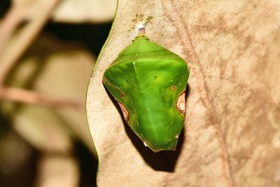 紅玉翠蛺蝶 Euthalia irrubescens fulguralis