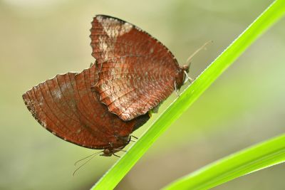 藍紋鋸眼蝶 Elymnias hypermnestra hainana 交尾中個體