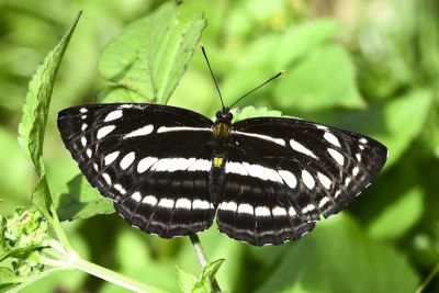 細帶環蛺蝶 Neptis nata lutatia 性別不明