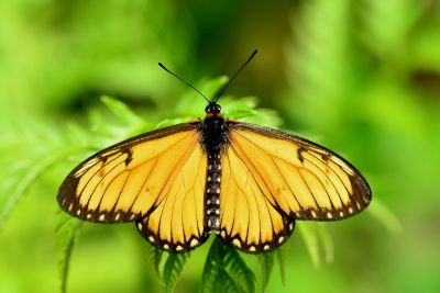 苧麻細蝶 Acraea issoria formosana 雄蟲