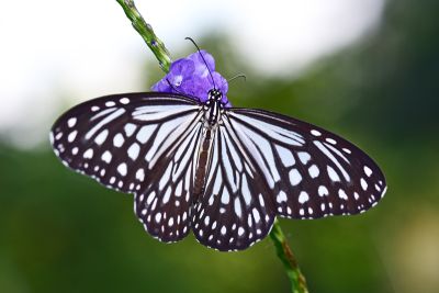 絹斑蝶 Parantica aglea maghaba