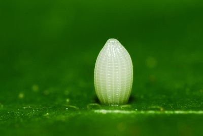 絹斑蝶 Parantica aglea maghaba