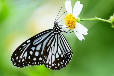 絹斑蝶 Parantica aglea maghaba 雄蟲