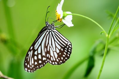 絹斑蝶 Parantica aglea maghaba 雌蟲