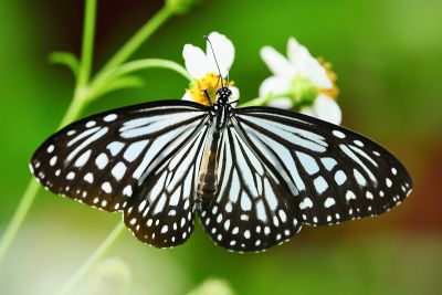 絹斑蝶 Parantica aglea maghaba 雌蟲