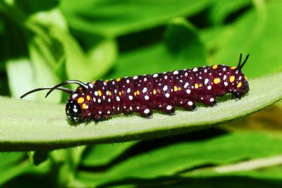 絹斑蝶 Parantica aglea maghaba