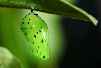 絹斑蝶 Parantica aglea maghaba