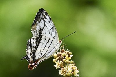 網絲蛺蝶 Cyrestis thyodamas formosana 性別不明