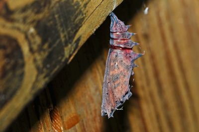 緋蛺蝶 Nymphalis xanthomelas formosana