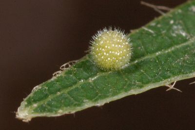 蓮花環蛺蝶 Neptis hesione podarces