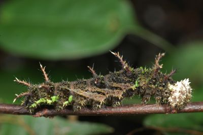 蓮花環蛺蝶 Neptis hesione podarces