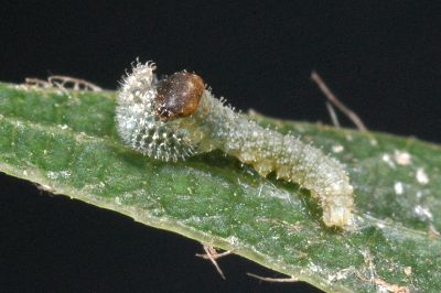 蓮花環蛺蝶 Neptis hesione podarces