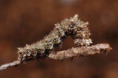 蓮花環蛺蝶 Neptis hesione podarces