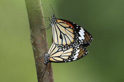 虎斑蝶 Danaus genutia 交尾中個體