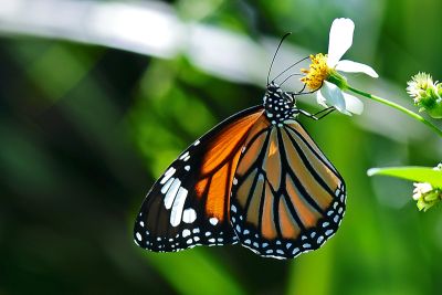 虎斑蝶 Danaus genutia 雌蟲