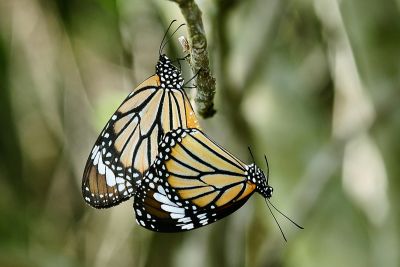 虎斑蝶 Danaus genutia
