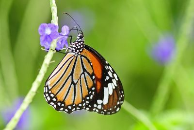 虎斑蝶 Danaus genutia 雌蟲
