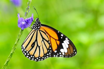 虎斑蝶 Danaus genutia 雄蟲