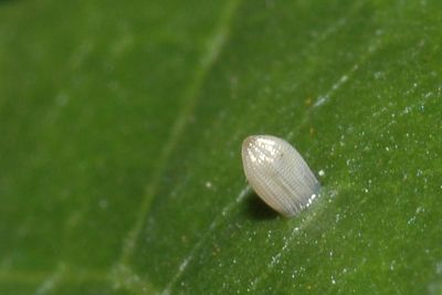 虎斑蝶 Danaus genutia