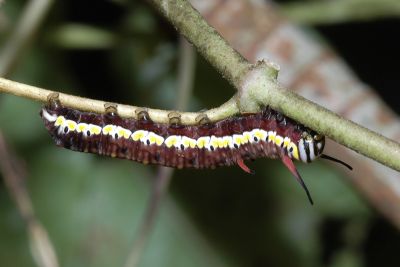 虎斑蝶 Danaus genutia