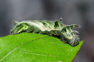 豆環蛺蝶 Neptis hylas luculenta